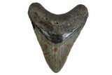 Fossil Megalodon Tooth - North Carolina #377984-1